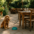 Büyükada'ya Evcil Hayvanla Gidilir mi? Pet Dostu Restoranlar Hangileri?
